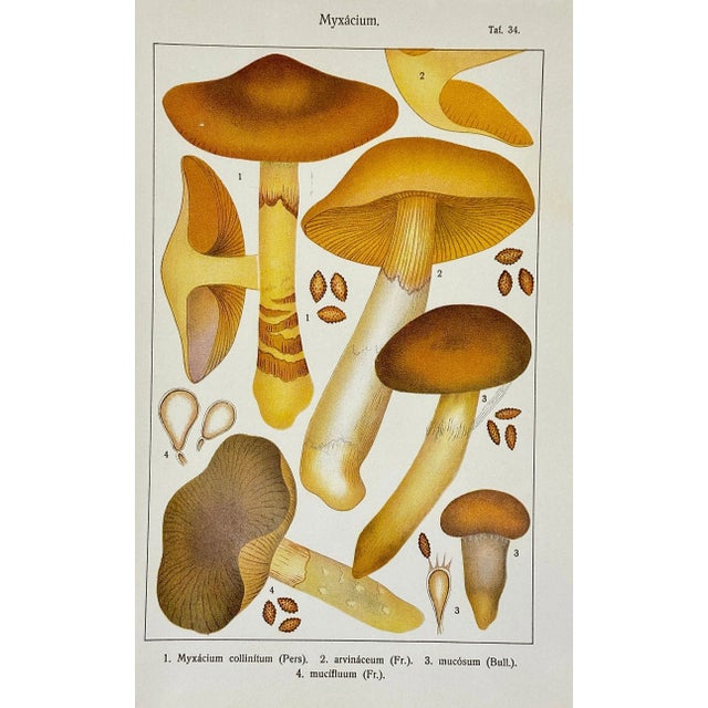 Original Antique 19th C Colored Lithograph Myxacium Mushrooms Fungi by Carl Gustav Jablonsky For Sale - Image 4 of 5
