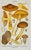 Original Antique 19th C Colored Lithograph Myxacium Mushrooms Fungi by Carl Gustav Jablonsky For Sale - Image 4 of 5