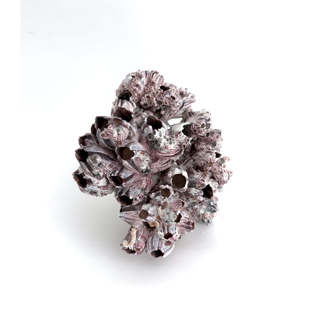 Chinoiserie Natural Barnacles Cluster For Sale - Image 3 of 8