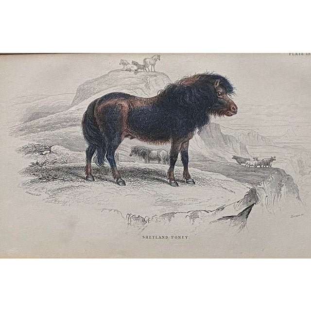 Rare 1840s Wild Sheland Pony 'Poney" Hand Colored Etching Sir William Jardine For Sale - Image 9 of 9