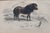 Rare 1840s Wild Sheland Pony 'Poney" Hand Colored Etching Sir William Jardine For Sale - Image 9 of 9