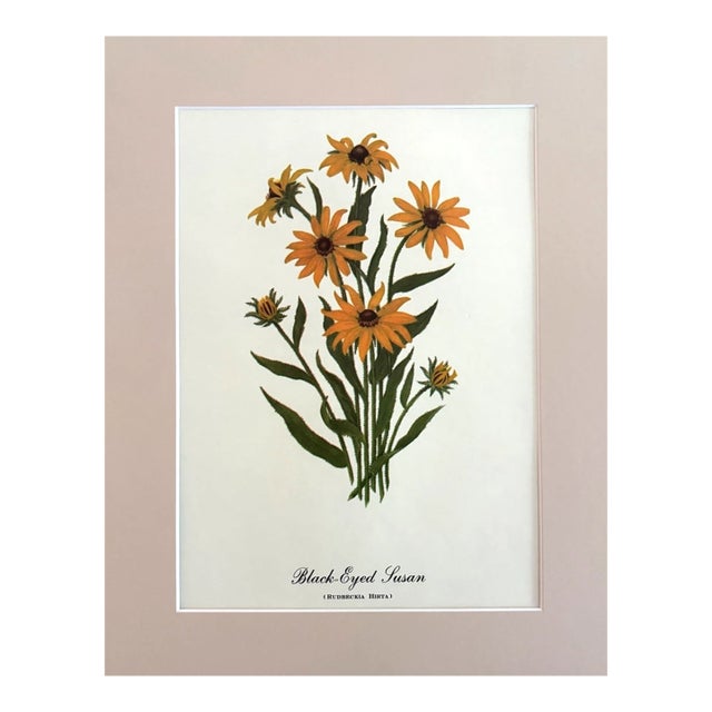 Vintage Mary Vaux Walcott Print in 11x14 Mat, Ready to Frame: Black-Eyed Susan For Sale