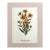 Vintage Mary Vaux Walcott Print in 11x14 Mat, Ready to Frame: Black-Eyed Susan For Sale