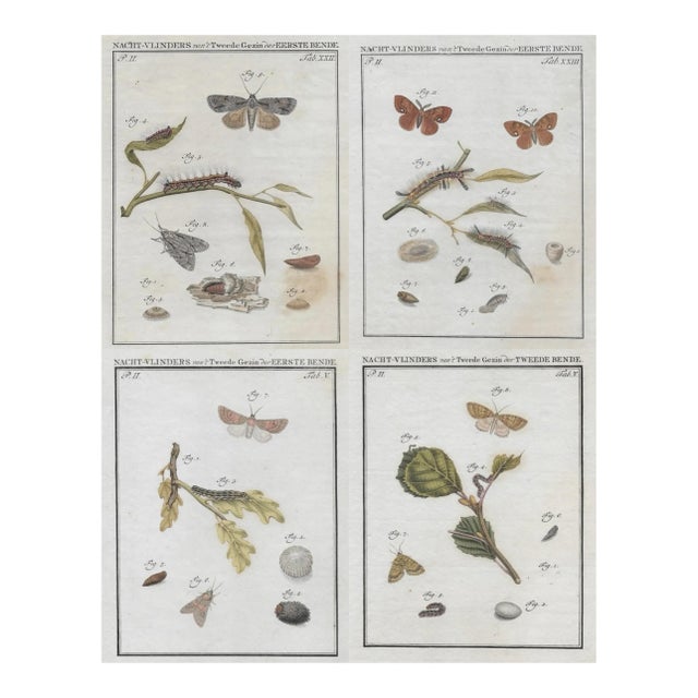 1762 Dutch Moth Insect Engravings - Set of Four For Sale