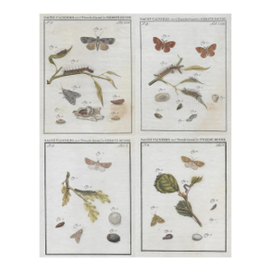 1762 Dutch Moth Insect Engravings - Set of Four
