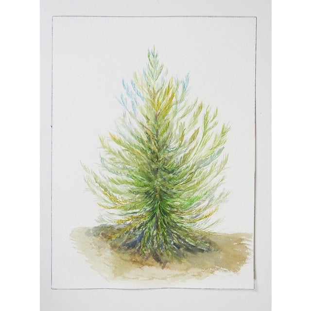 Late 20th century watercolor on paper painting of a conifer tree. Unsigned. Unframed.