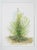 Late 20th century watercolor on paper painting of a conifer tree. Unsigned. Unframed.