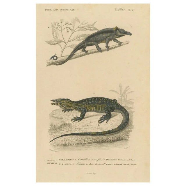Lizard Print of Nose-Horned Chameleon and Banded Monitor, c.1850, Orbigny This finely executed hand-colored engraving,...