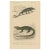 Lizard Print of Nose-Horned Chameleon and Banded Monitor, c.1850, Orbigny This finely executed hand-colored engraving,...
