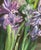 1980s Original Signed Mary Helen Seago "Hyacinths" Oil on Canvas Painting For Sale - Image 5 of 10