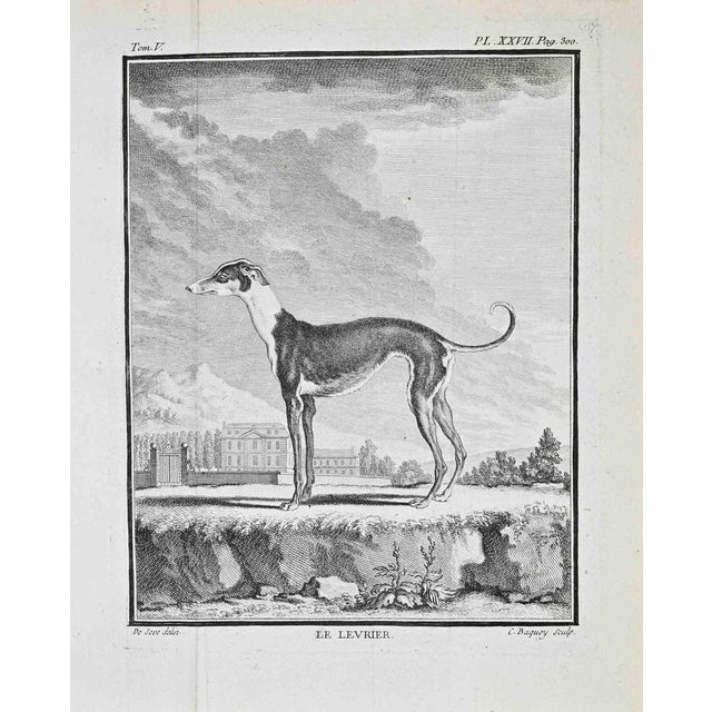 Buffon, histoire naturelle, 1767–1771 – tom. V, pl. Xxvii (p. 300): le lévrier copper engraving depicting le lévrier...