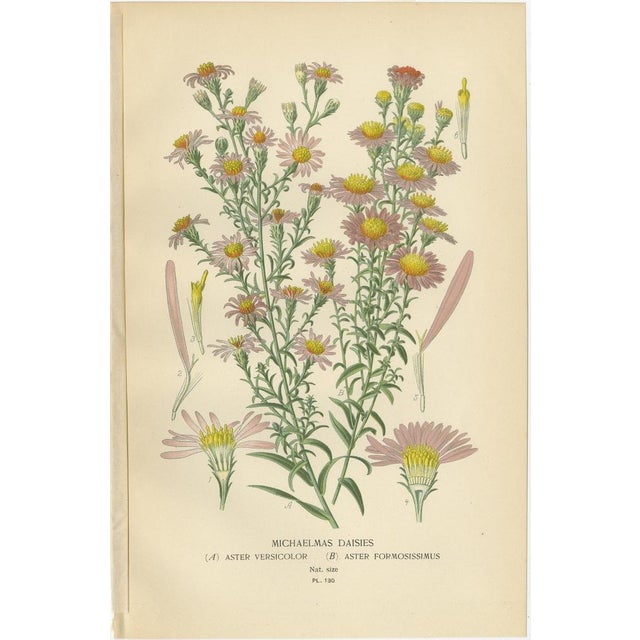 Paper Swan River Daisy and Double Daisies and Michaelmas Daisies, 1897, Paper, Set of 3 For Sale - Image 7 of 8