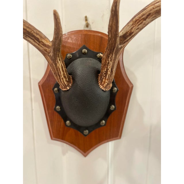 Brown Mid 20th Century Vintage Trophy Mount Antlers Pair For Sale - Image 8 of 12