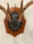 Brown Mid 20th Century Vintage Trophy Mount Antlers Pair For Sale - Image 8 of 12