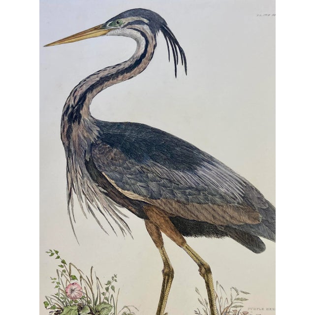 American 1990s Purple Heron After Selby, Large Cottage Print For Sale - Image 3 of 6