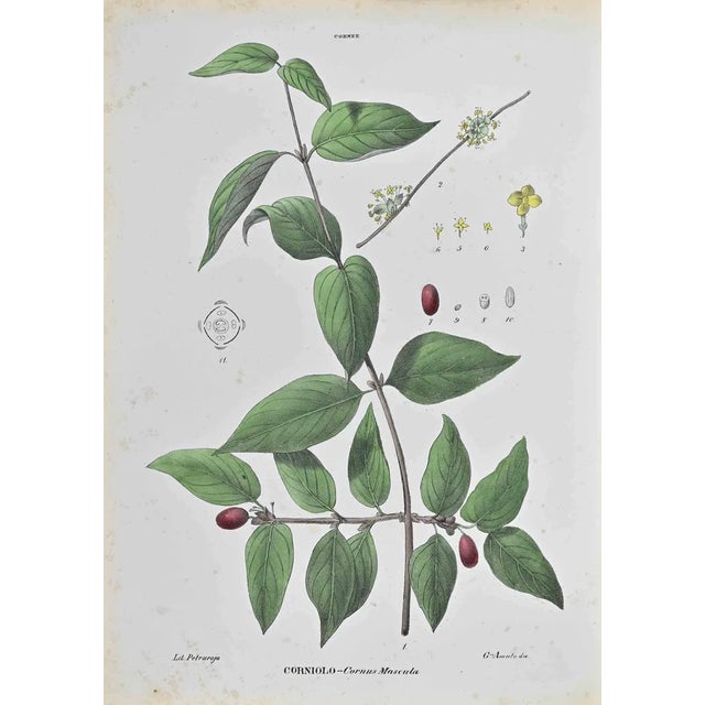 Vincenzo Tenore, Dogwood, Lithograph, 1870s For Sale