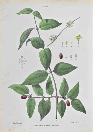 Vincenzo Tenore, Dogwood, Lithograph, 1870s