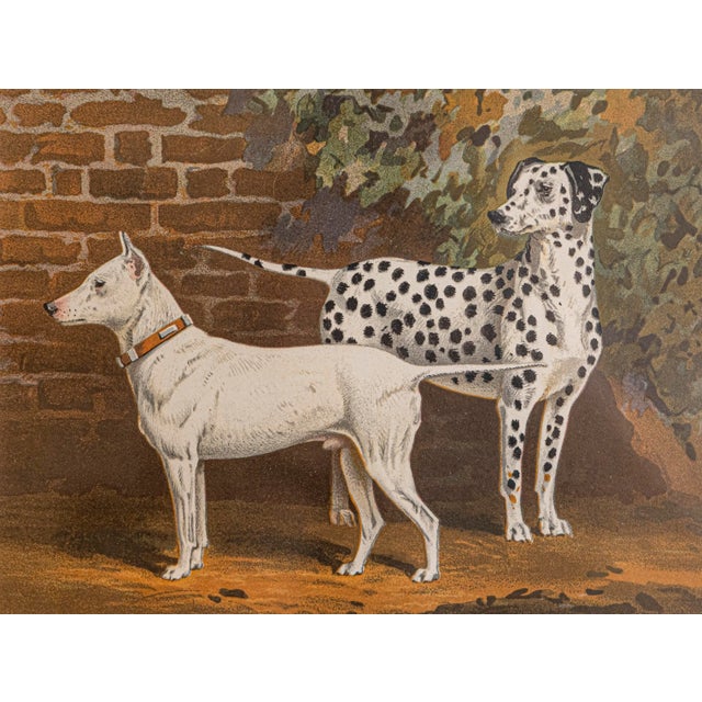18 framed Cassell, Petter, Galpin & Co chromolithograph dog prints from the 20th century, priced and sold $495 each....