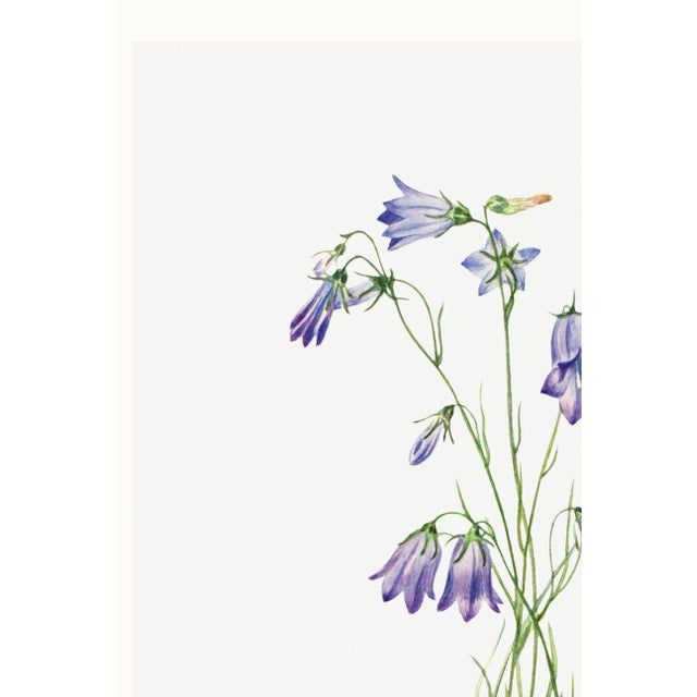 Paper Harebell, Vintage Botanical Art Print Reproduction by Mary Vaux Walcott, 24″ × 36″ For Sale - Image 7 of 10