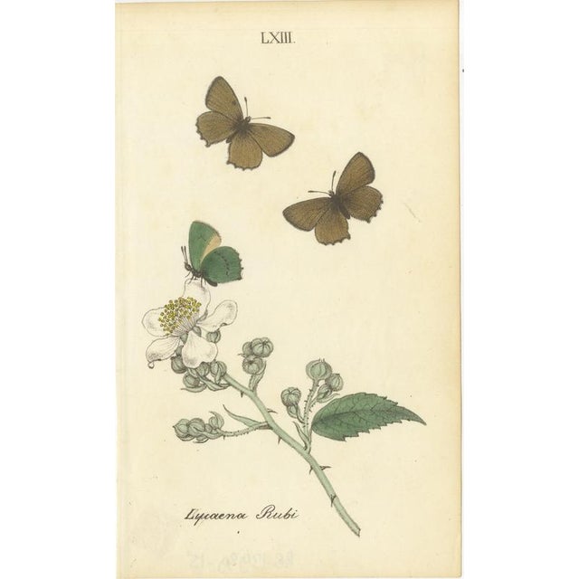 William Home Lizars after Sir William Jardine, Small-Format Butterfly with Botanical Studies, 1835, Paper Engravings, Set of 6 For Sale - Image 3 of 9