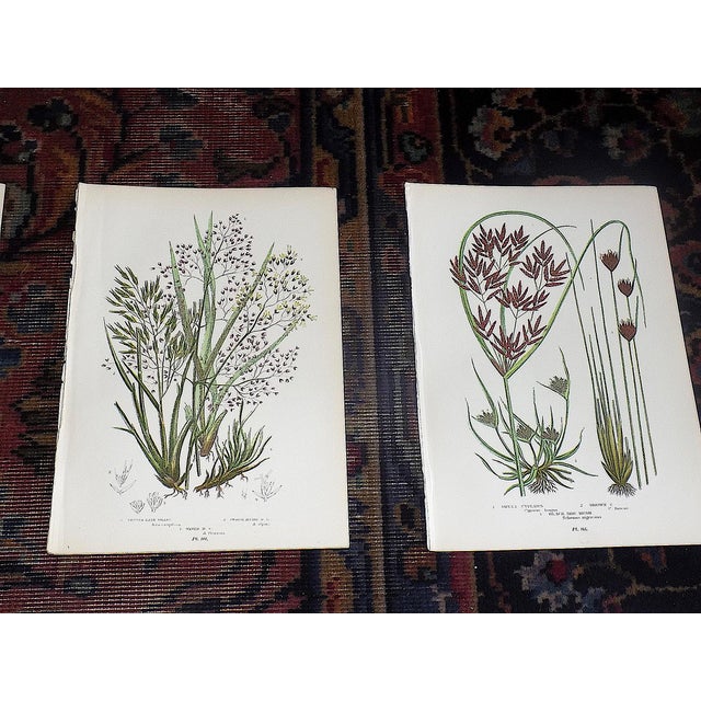 Realism Antique 19th Century Botanical Lithographs - Set of 12 For Sale - Image 3 of 9