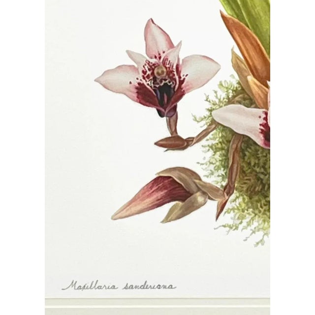 Illustration Large Orchid Giclee Prints Hand-Retouched by Angela Mirro - Set of Three Framed Prints - For Sale - Image 3 of 18