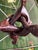Vintage Hand-Carved Wood Interlocking Figures Sculpture For Sale - Image 12 of 13