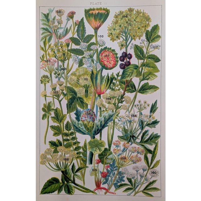 John Allen Victorian Wildflower Chromolithograph Set of 3, c.1891 – Plates 11, 4, 28 For Sale - Image 4 of 5