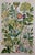 John Allen Victorian Wildflower Chromolithograph Set of 3, c.1891 – Plates 11, 4, 28 For Sale - Image 4 of 5