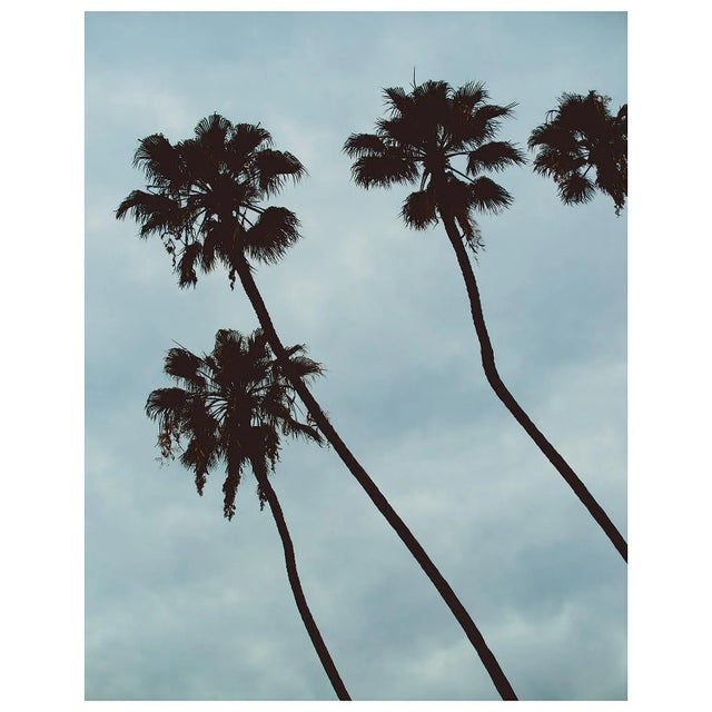 A dramatic large scale photograph of tall Palm trees captured under the LA sky. Photographed in Santa Monica. Printed on...