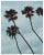 A dramatic large scale photograph of tall Palm trees captured under the LA sky. Photographed in Santa Monica. Printed on...