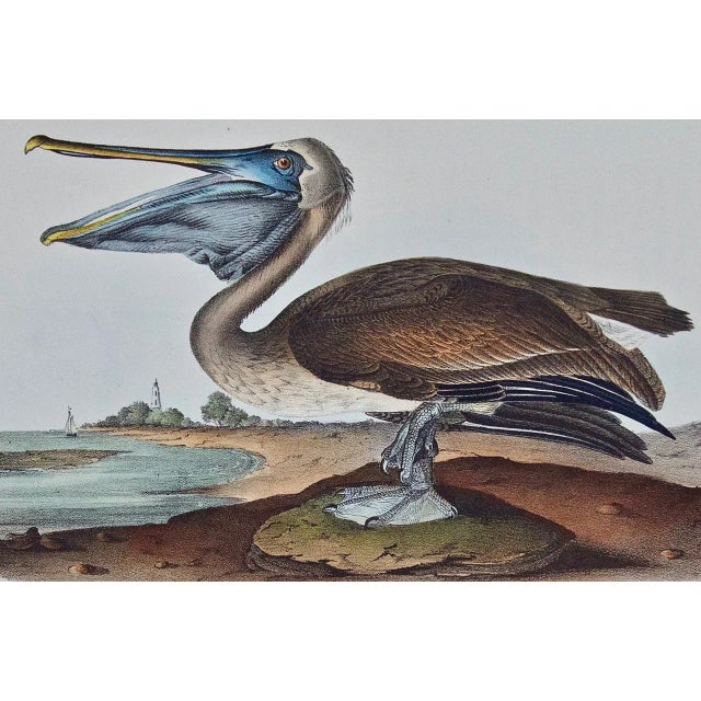 This is an original rare and extremely collectible first octavo edition John James Audubon hand colored lithograph...