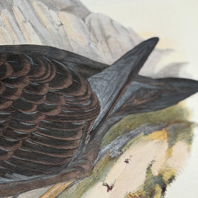 Rare Gould Pattern Gallery, 19th Century Hand-Colored Lithographs From John Gould’s Birds of Australia | Custom Mat Selection - Set of 6 For Sale - Image 17 of 18
