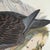 Rare Gould Pattern Gallery, 19th Century Hand-Colored Lithographs From John Gould’s Birds of Australia | Custom Mat Selection - Set of 6 For Sale - Image 17 of 18