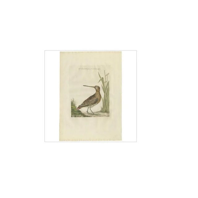 Antique print titled 'scolopax, gallinago'. The common snipe (gallinago gallinago) is a small, stocky wader native to the...