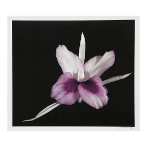 Purple White Flower, Jonathan Singer, Photography