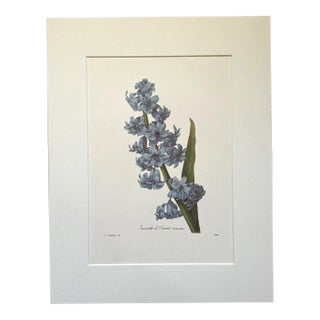 Vintage Pierre-Josephe Redouté Print in 14x18 Mat - Jacinthe d’Orient - Hyacinth For Sale