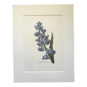 Vintage Pierre-Josephe Redouté Print in 14x18 Mat - Jacinthe d’Orient - Hyacinth