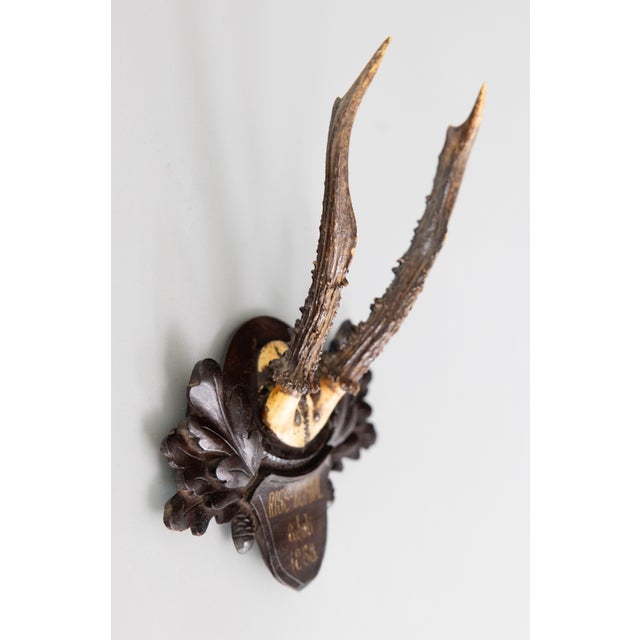 A fine antique roe deer antler horns hunting trophy on a carved black forest plaque, dated 1888. The plaque is hand carved...