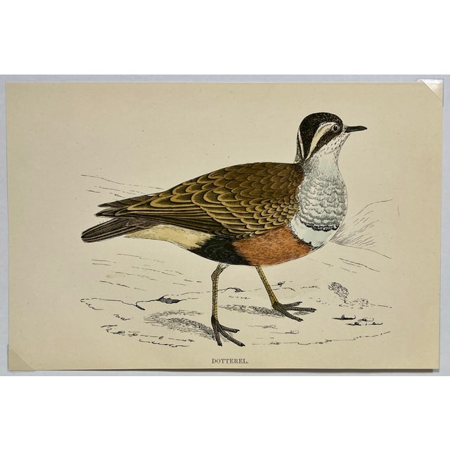Antique Hand Tinted Bird Print From England Featuring a Brown Dotterel - Circa 1888. Print measures 7 1/8” W x 4 3/4” T...