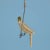 Not Yet Made - Made To Order Toucan on a Swing For Sale - Image 5 of 9