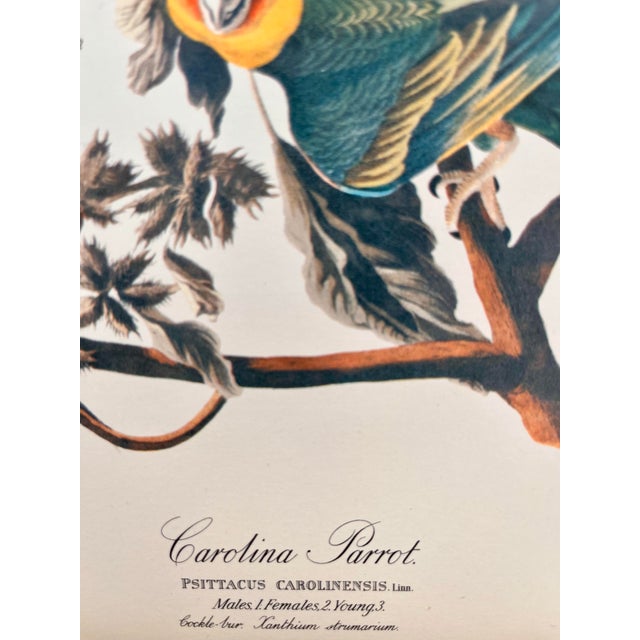 John James Audubon 1964 Audubon Folio Lithograph Great Bird Paintings - "Carolina Parrot" 17x14 For Sale - Image 4 of 9
