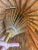 Antique Japanese Antique Painted Paper Parasol For Sale - Image 9 of 13