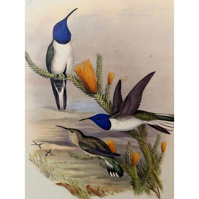 1990s John Gould Framed Print Hill House Edition Framed Pair of Hummingbirds, Plate 69 & 69 For Sale In Greenville, SC - Image 6 of 12