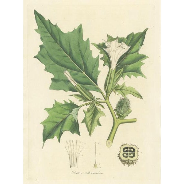 Antique botany print titled 'Datura Stramonium'. Hand colored engraving of datura stramonium, known by the common names...