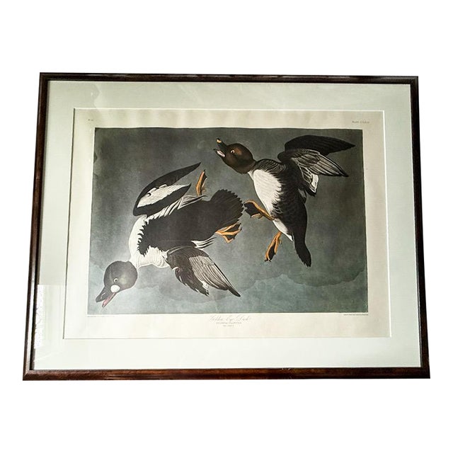 Large Framed John James Audubon Golden-Eyed Duck Primordial Folio Print For Sale