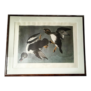 Large Framed John James Audubon Golden-Eyed Duck Primordial Folio Print