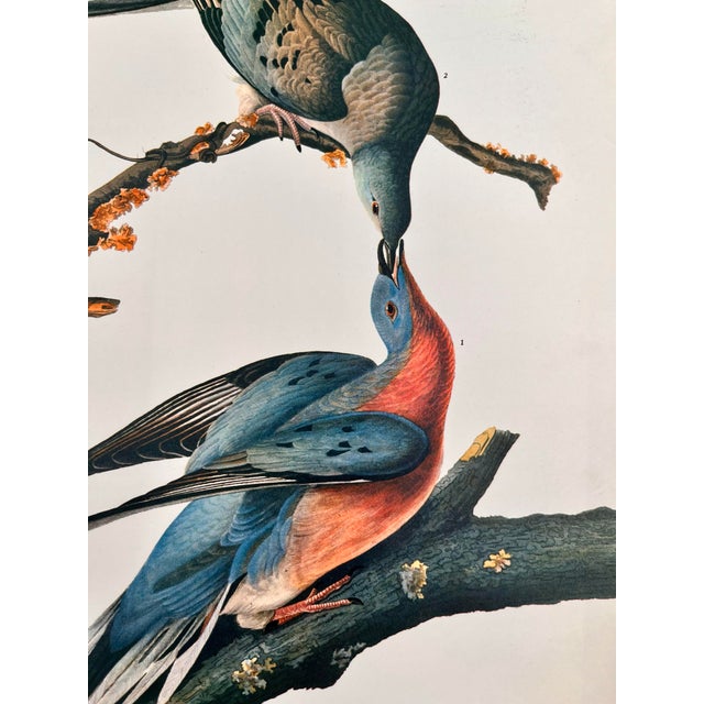 John James Audubon 1964 Audubon Folio Lithograph Great Bird Paintings – “Passenger Pigeon” 17x14 For Sale - Image 4 of 8
