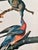 John James Audubon 1964 Audubon Folio Lithograph Great Bird Paintings – “Passenger Pigeon” 17x14 For Sale - Image 4 of 8
