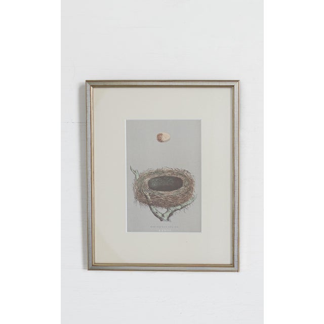 19th C. Hand Colored Egg & Nest Engravings From England, Framed Reproduction - Set of 10 For Sale In Houston - Image 6 of 11